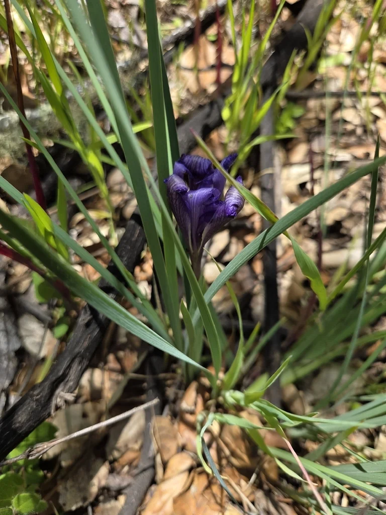 Iris Macrosiphon