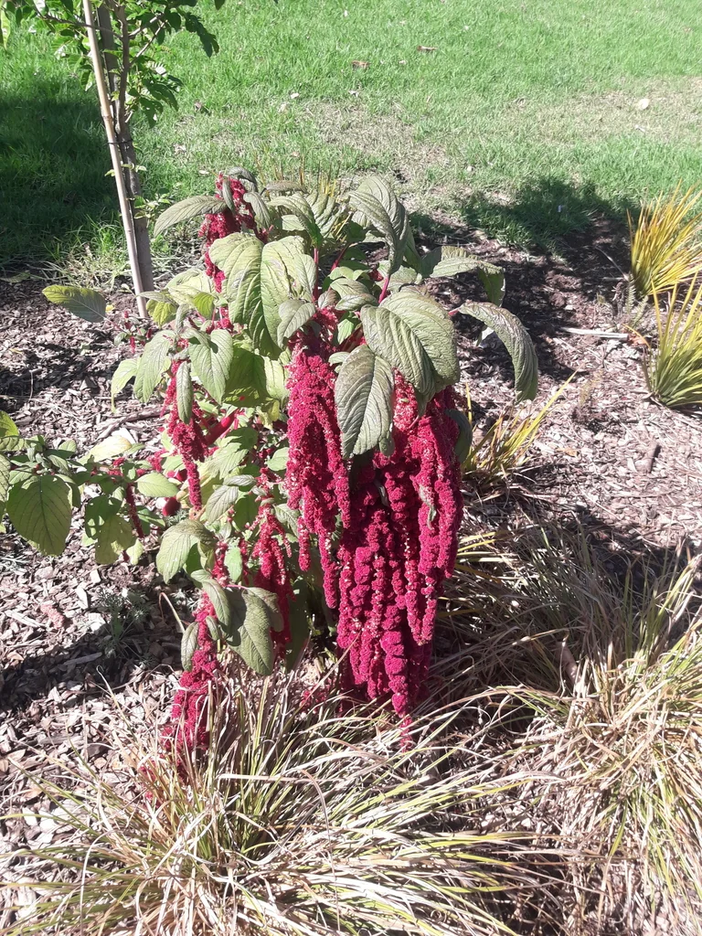 Amaranthus Caudatus