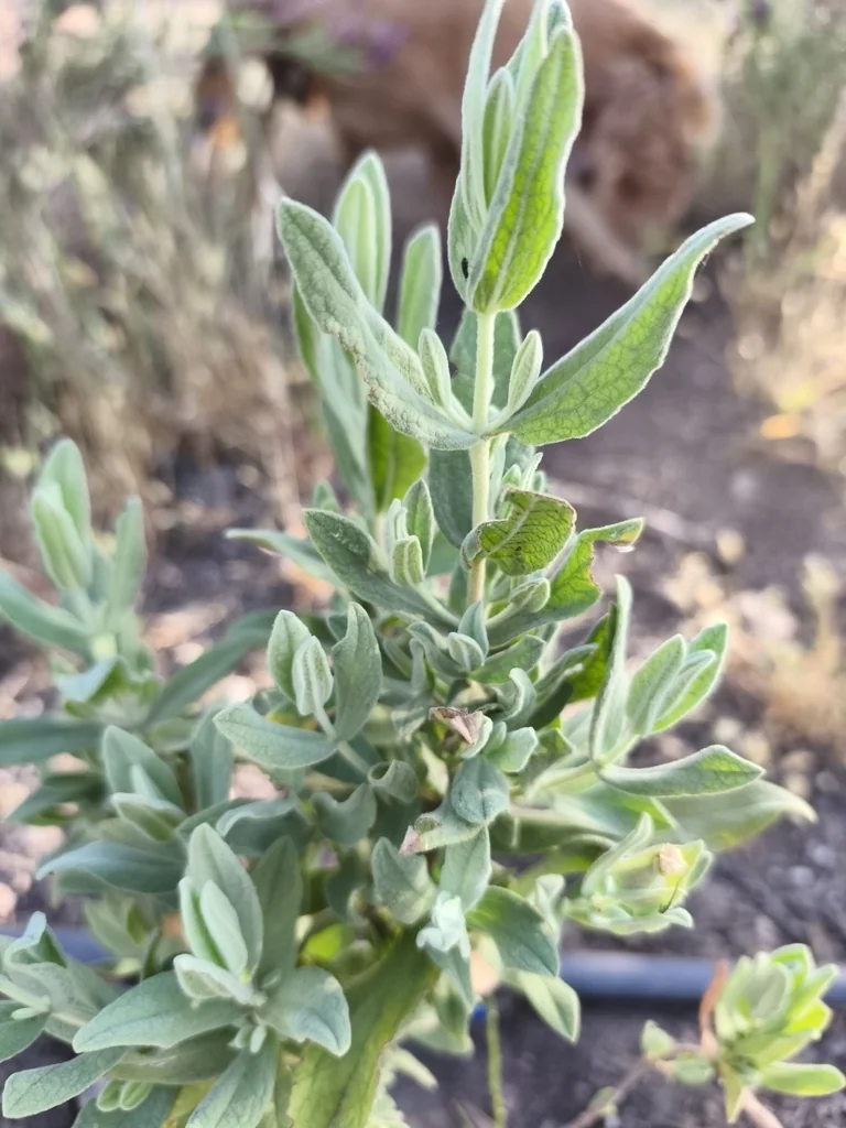 Cistus Albidus