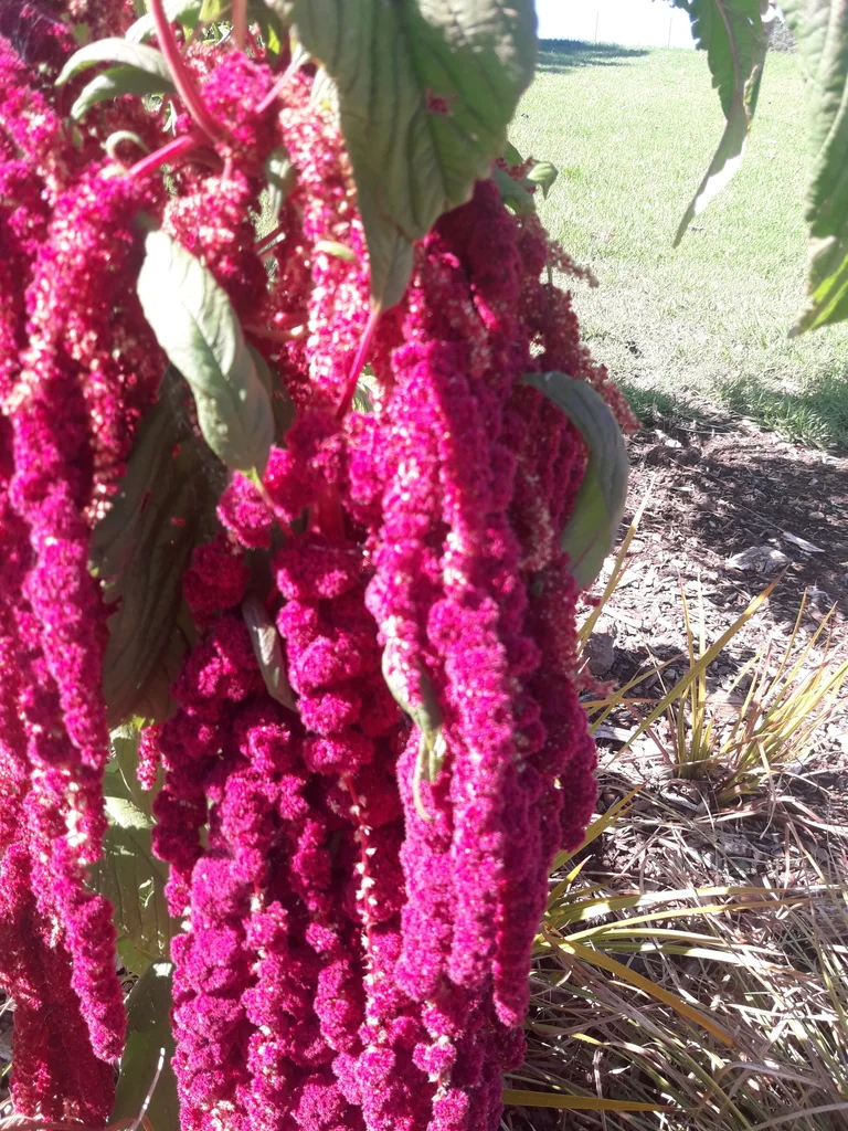 Amaranthus Caudatus