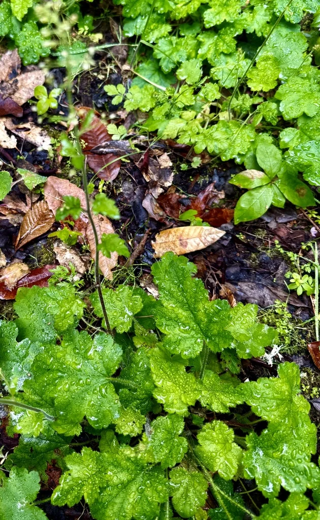 Heuchera Micrantha