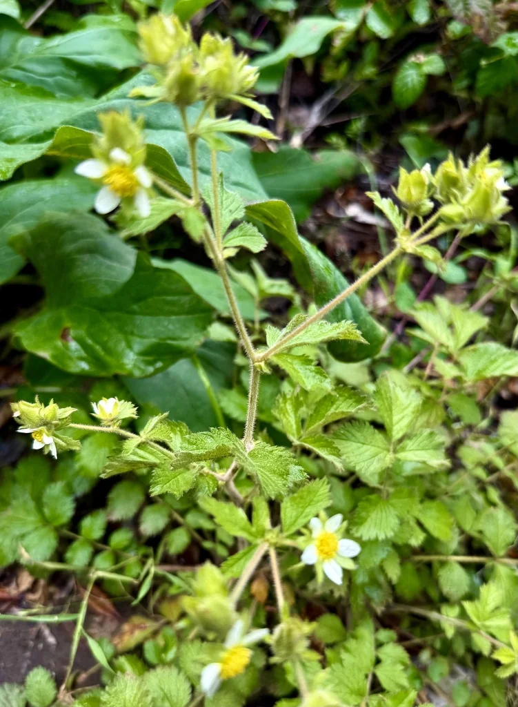 Potentilla Glandulosa