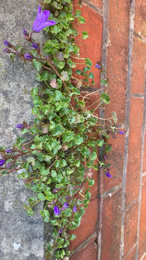 Campanula Portenschlagiana