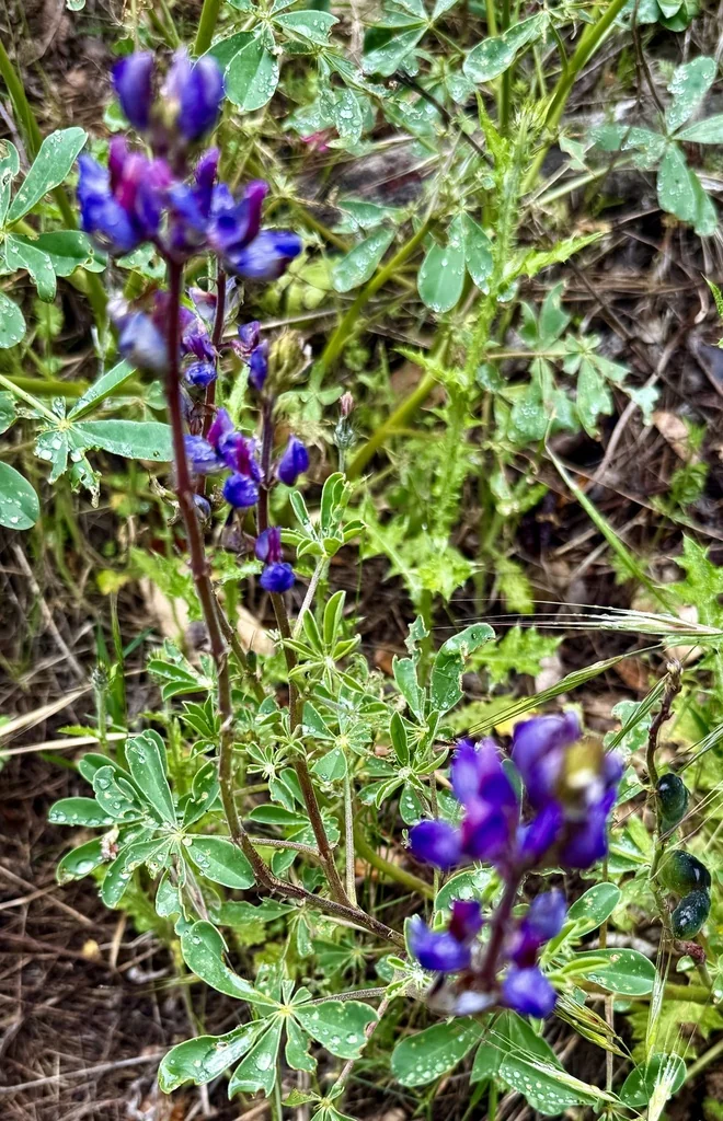 Lupinus Succulentus
