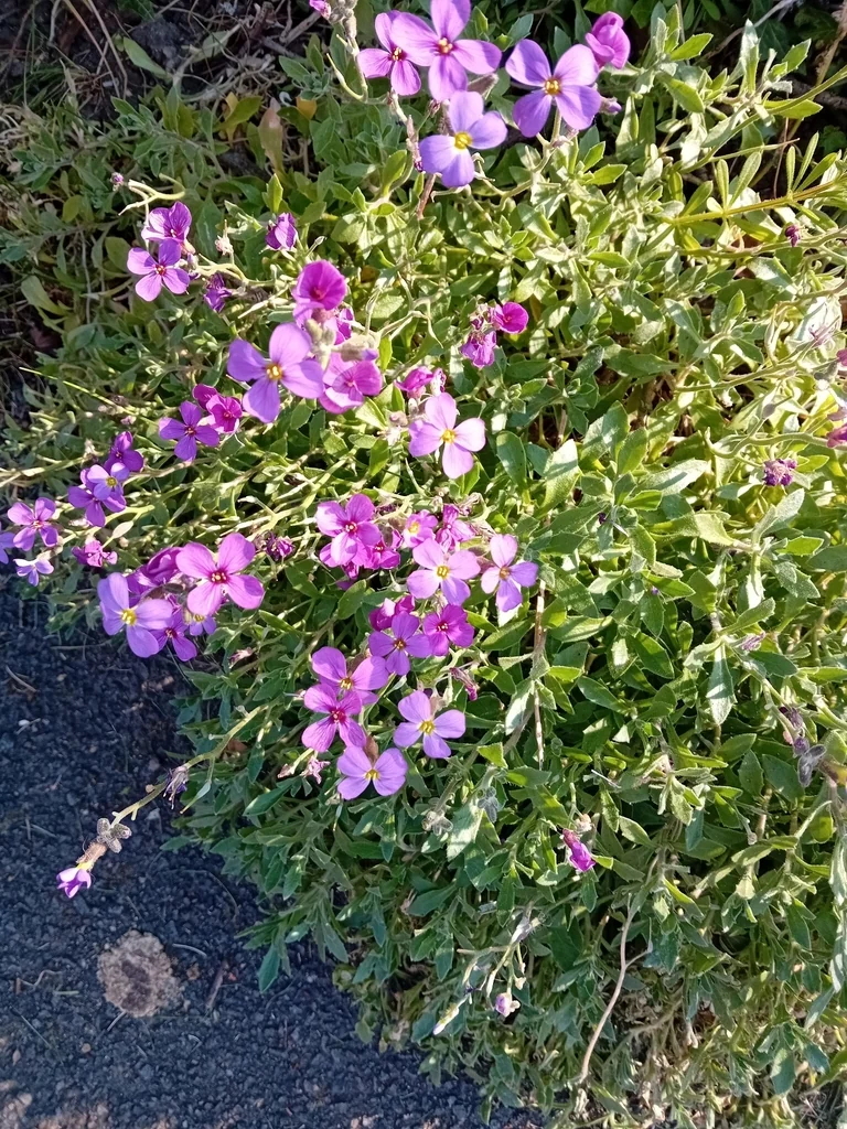 Aubrieta Deltoidea