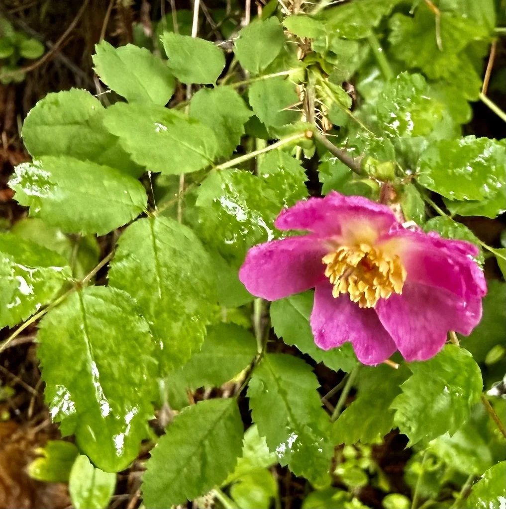 Rosa gymnocarpa