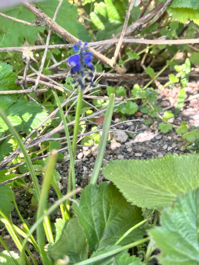 Muscari Armeniacum