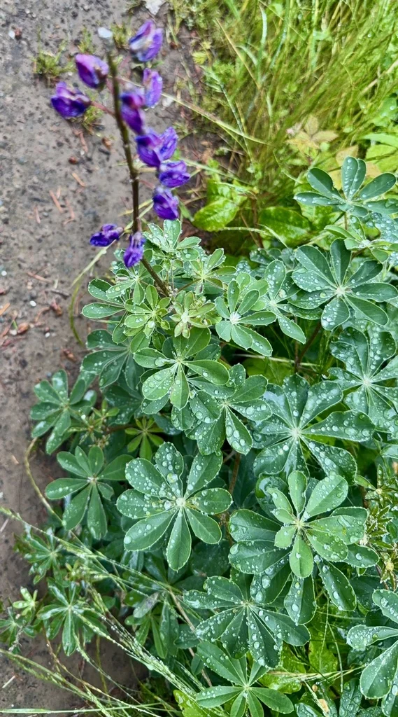 Lupinus Succulentus