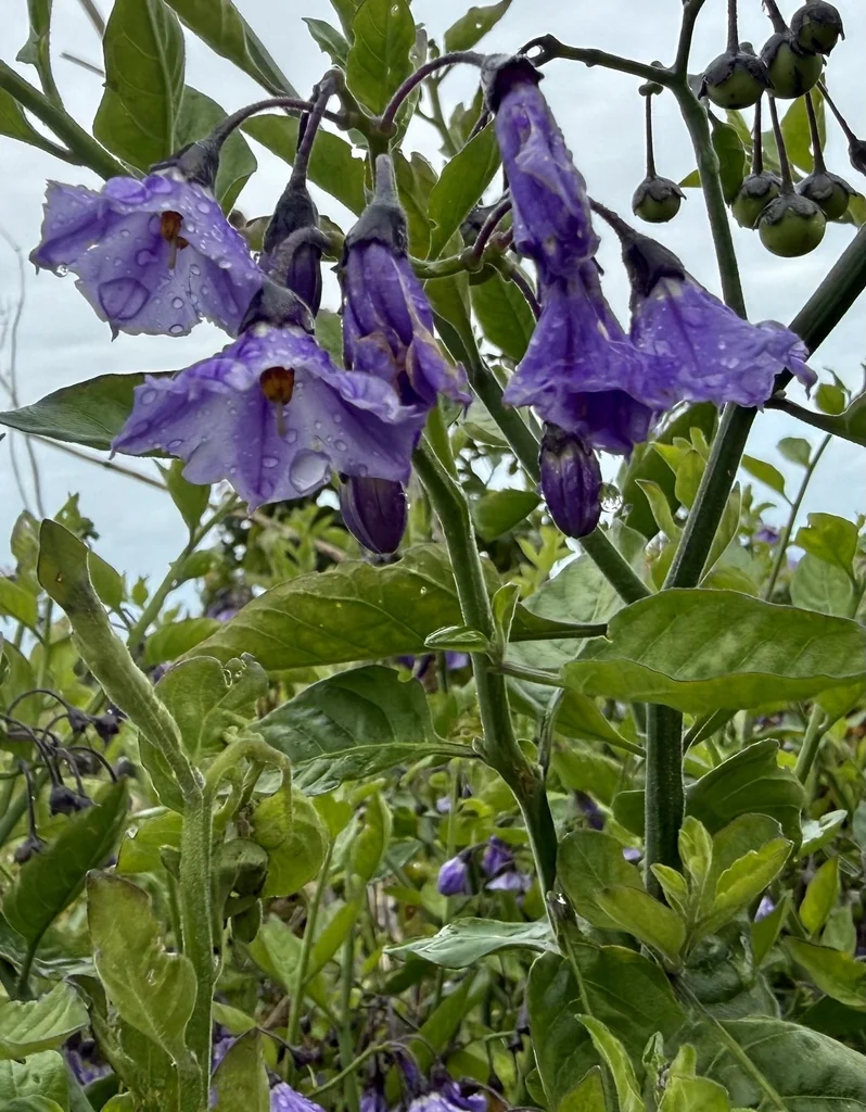 Solanum Umbelliferum