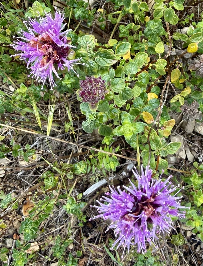 Monardella Villosa