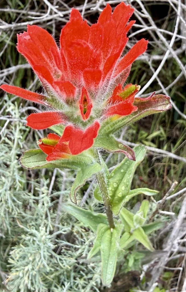 Castilleja Affinis
