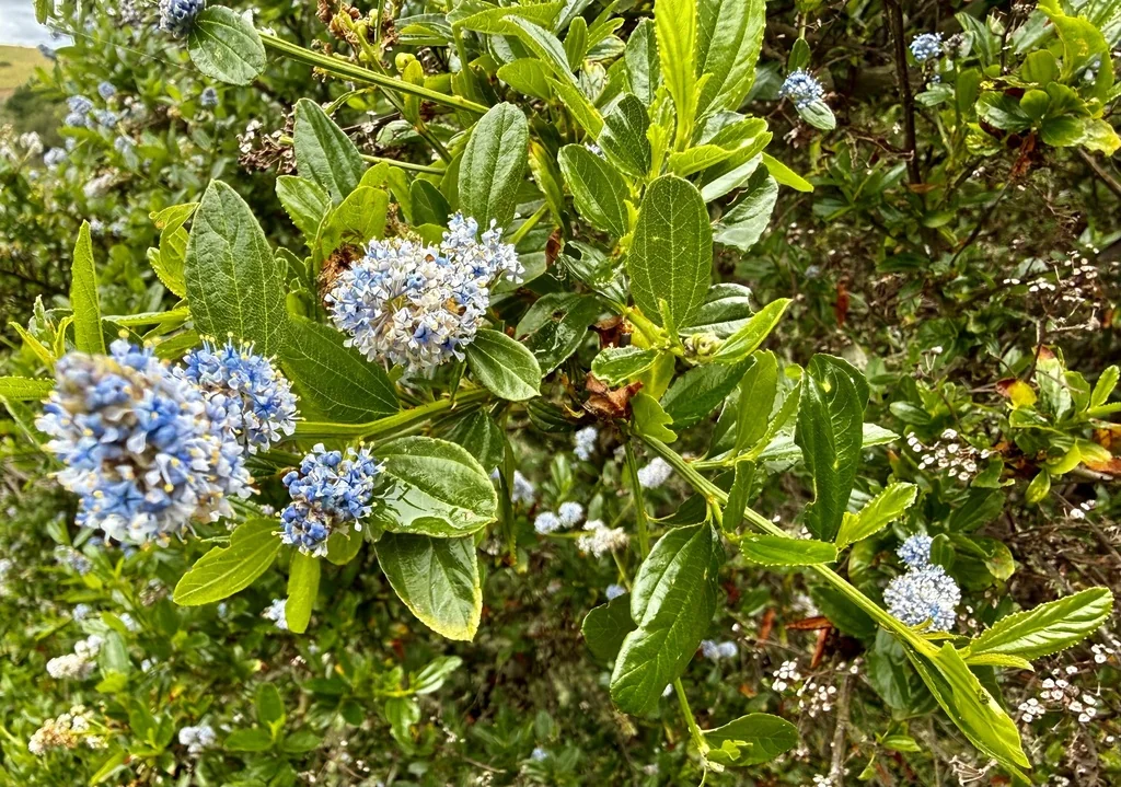 Ceanothus Thyrsiflorus