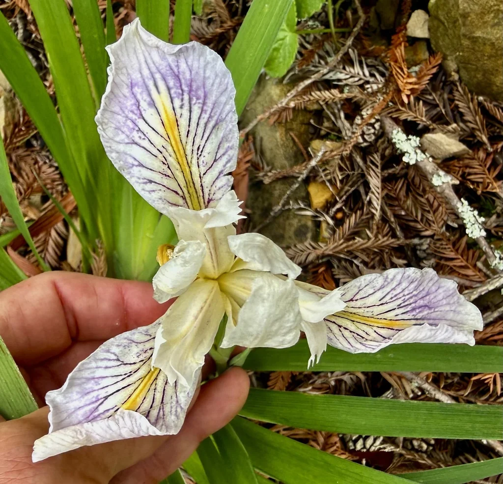 Iris Douglasiana