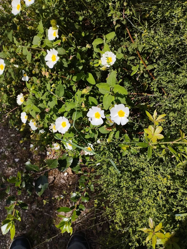 Cistus Salviifolius