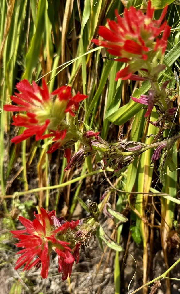 Castilleja Affinis