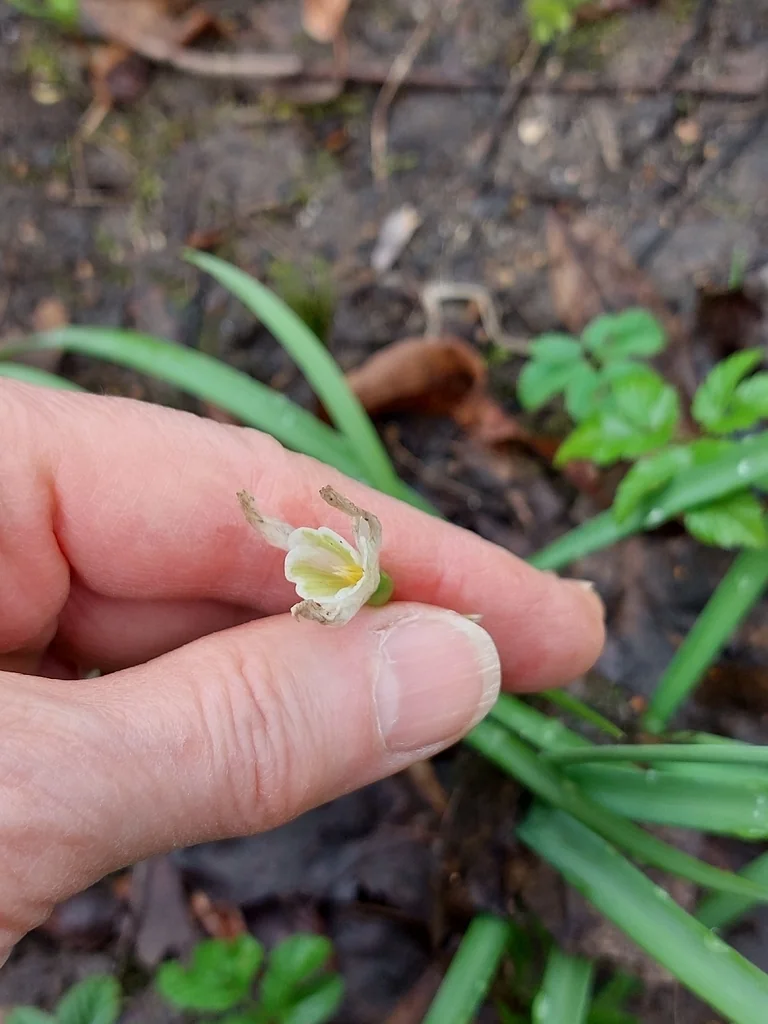 Galanthus Nivalis