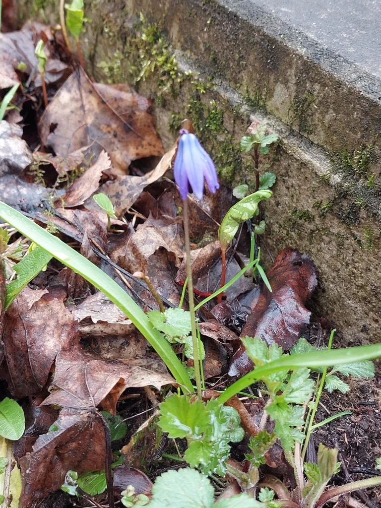 Scilla Siberica