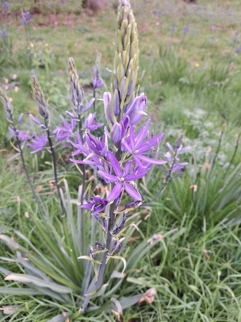 Camassia Leichtlinii