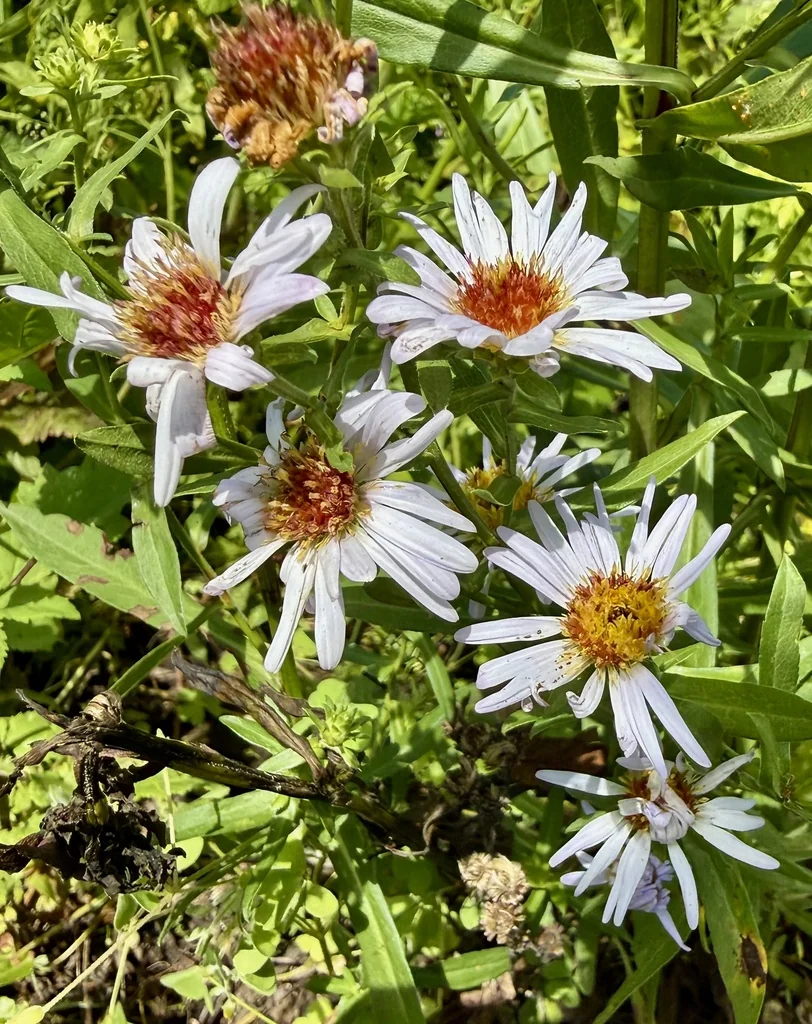 Symphyotrichum Chilense