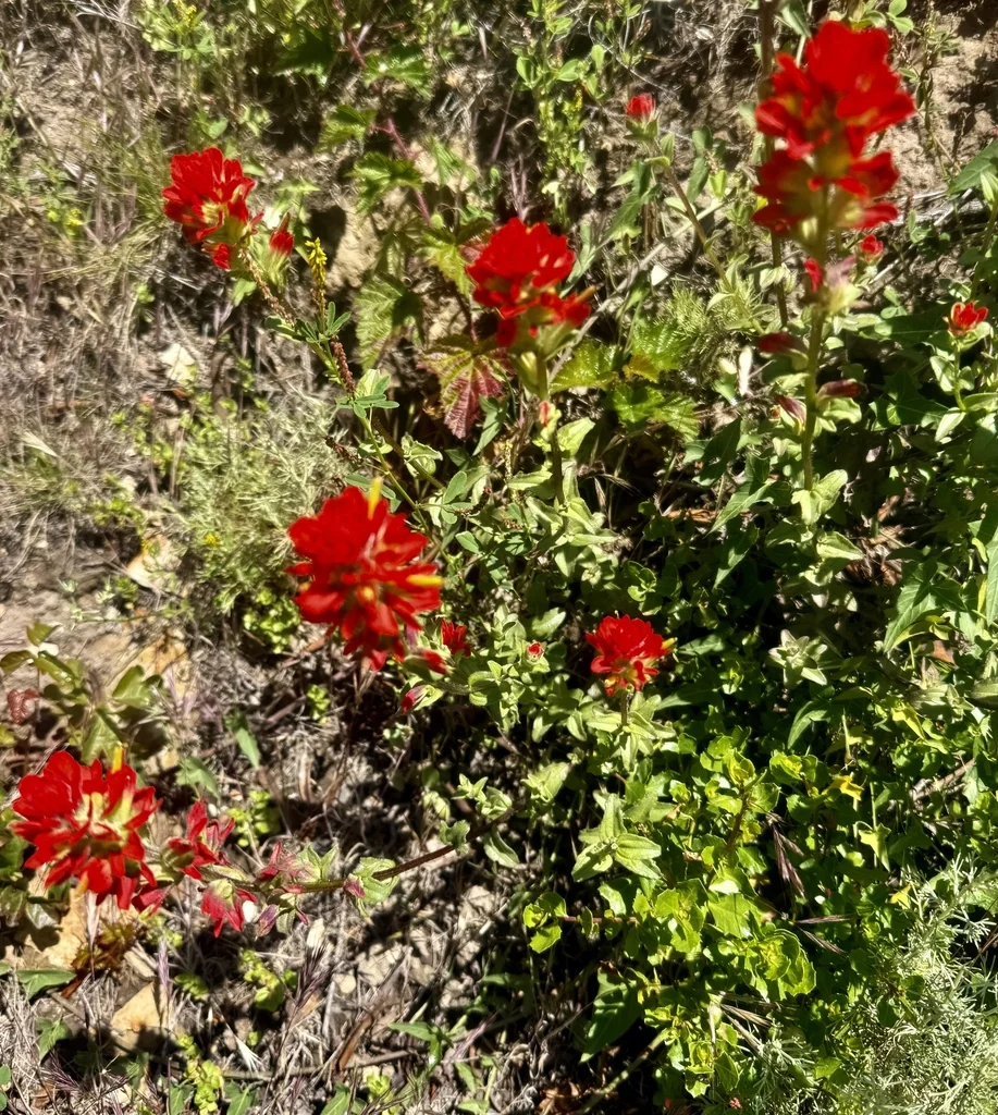 Castilleja Affinis