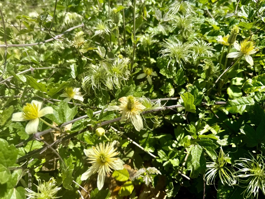 Clematis Lasiantha