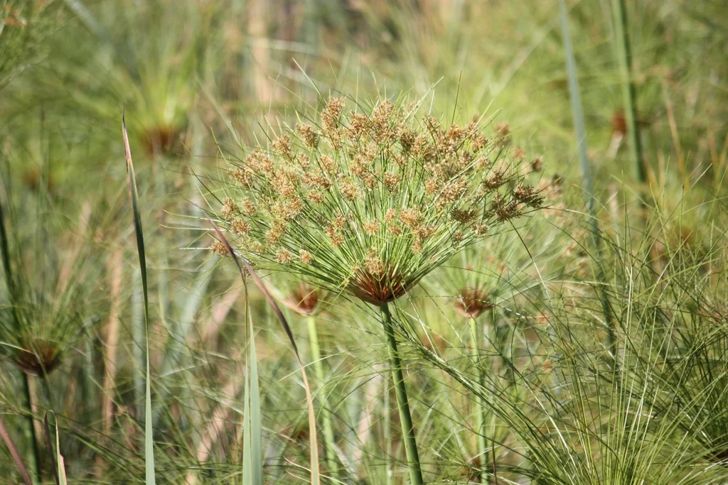 Cyperus Papyrus