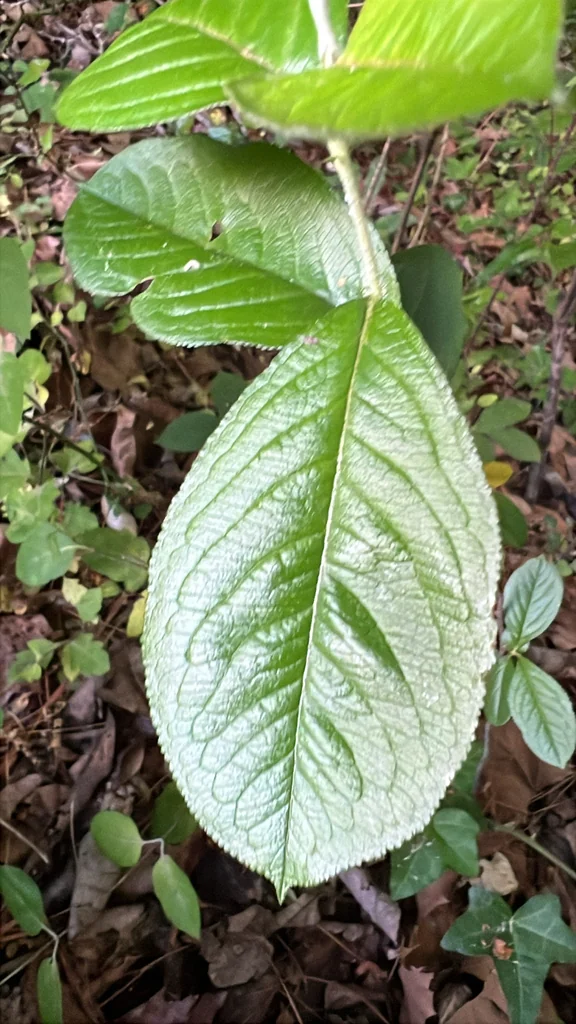 Aronia Arbutifolia