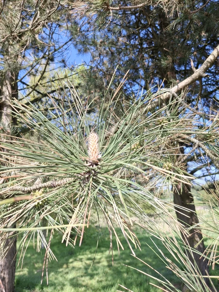 Pinus nigra