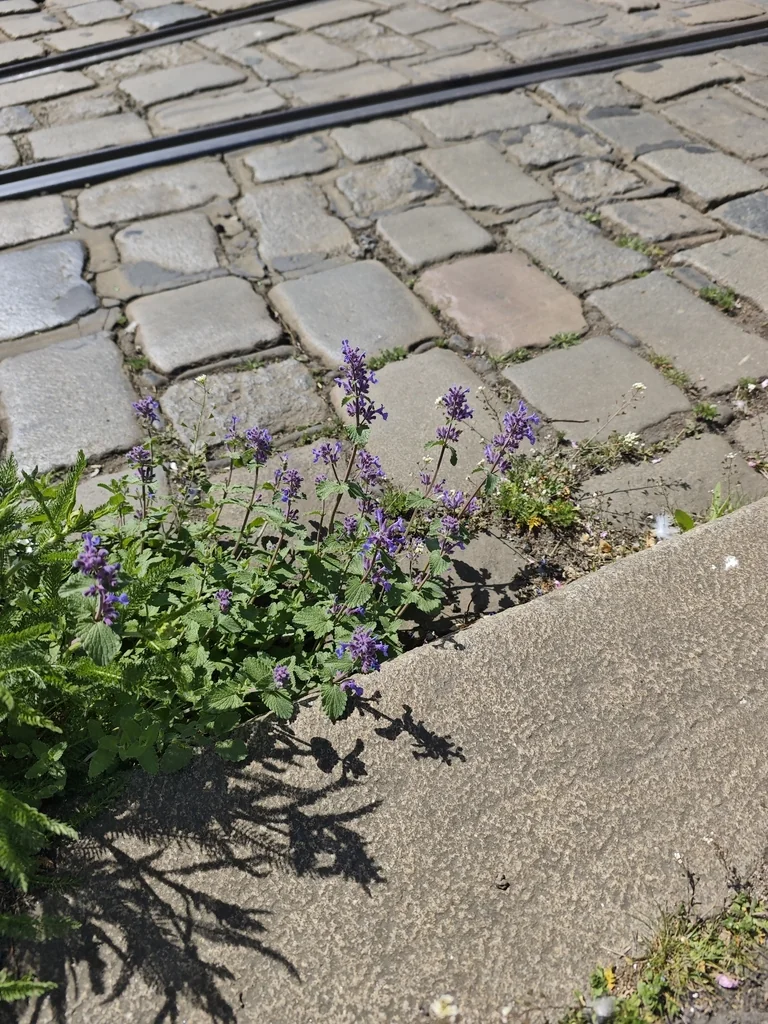 Nepeta Racemosa