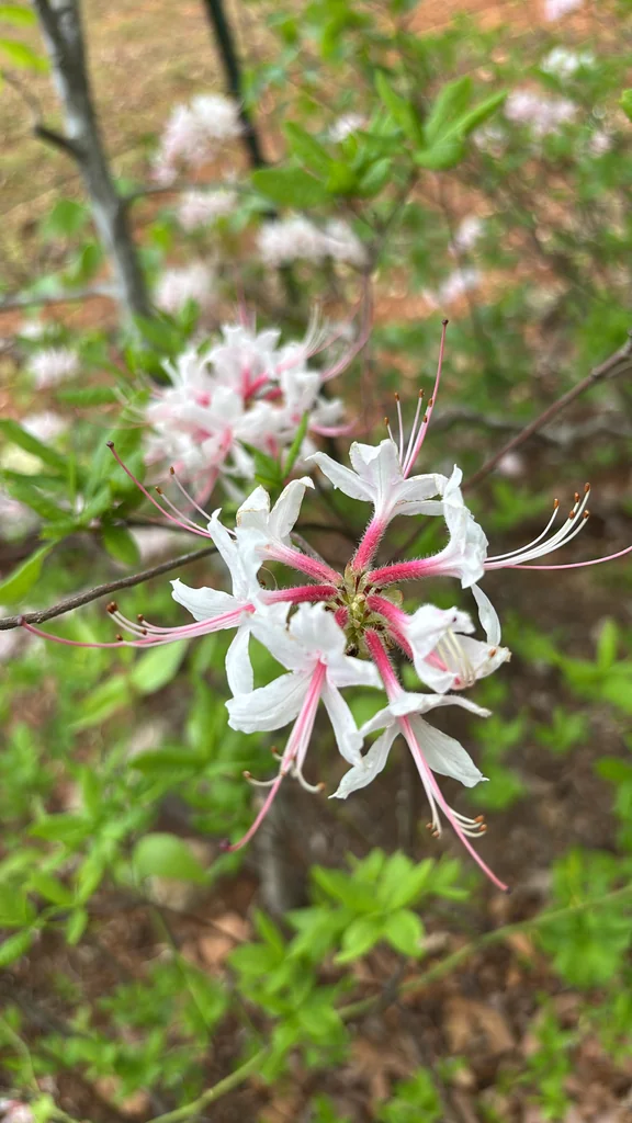 Rhododendron Periclymenoides