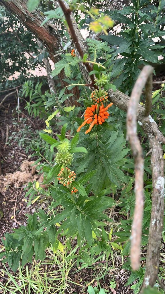 Leonotis Leonurus