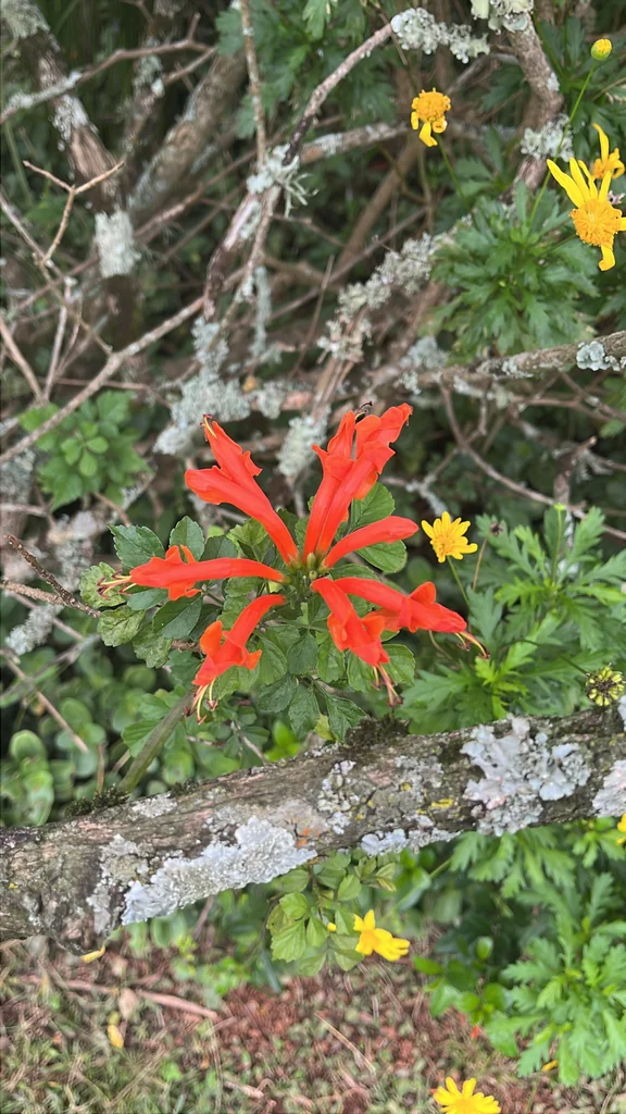 Tecoma Capensis