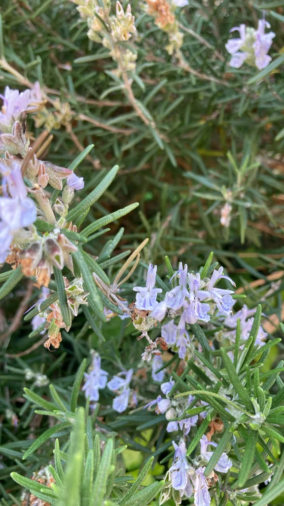 Rosmarinus Officinalis