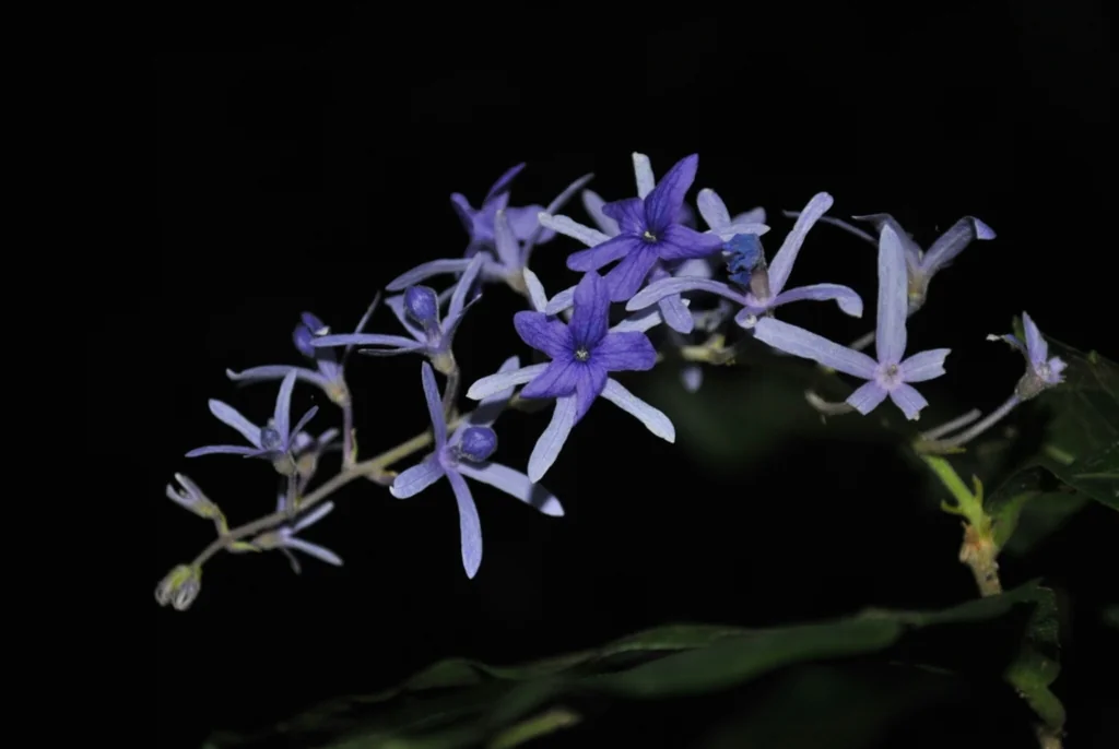 Petrea Volubilis