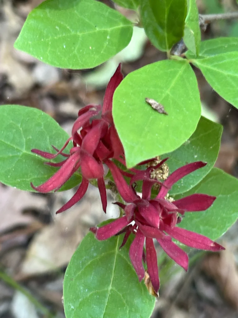 Calycanthus Floridus