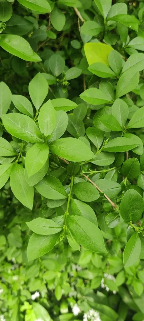 Ligustrum Ovalifolium