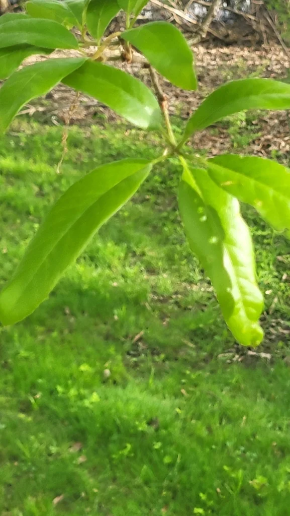 Quercus Imbricaria