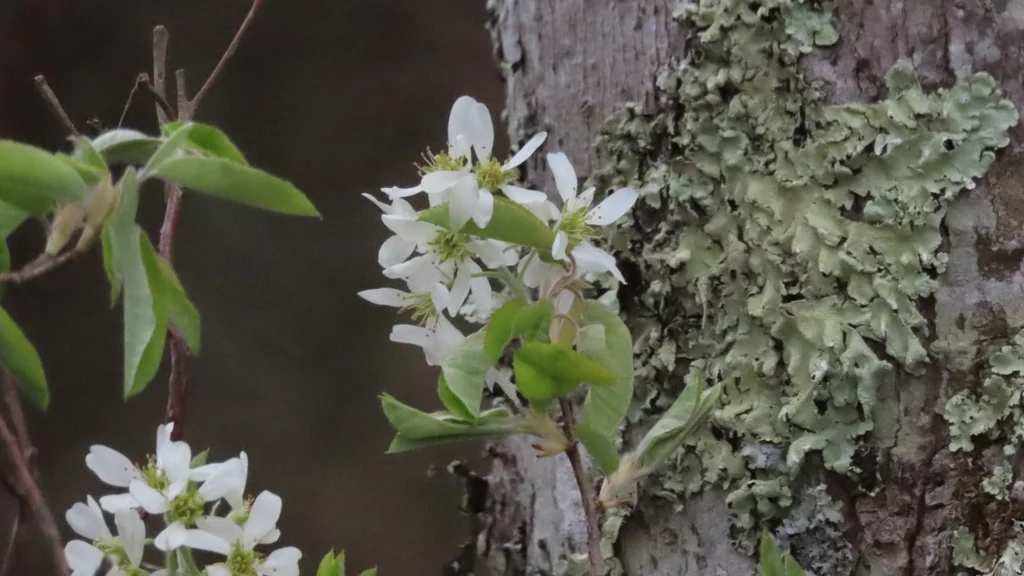 Amelanchier Canadensis