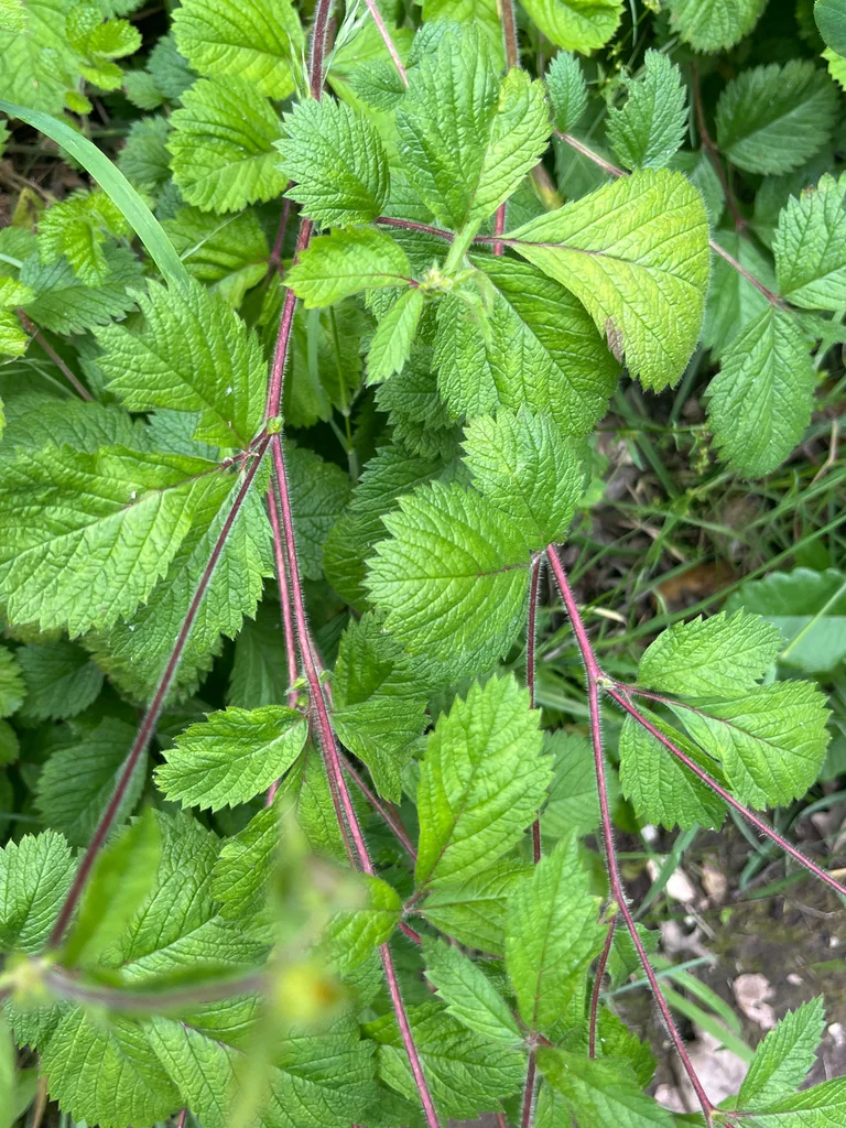 Potentilla Glandulosa