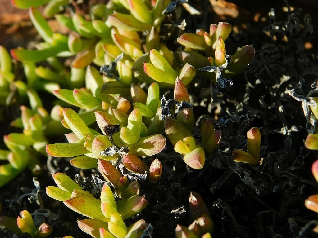 Ruschia Lineolata