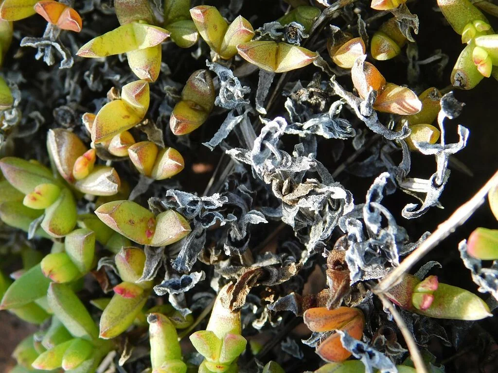 Ruschia Lineolata