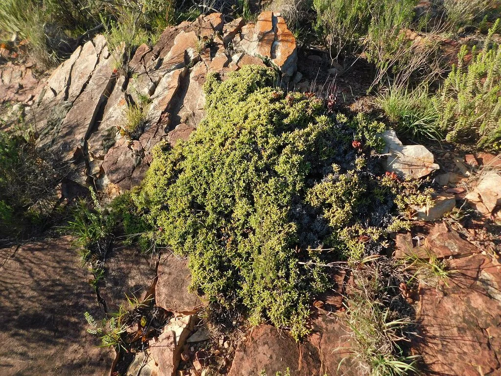 Ruschia Lineolata