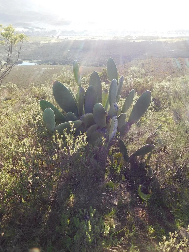 Opuntia Paraguayensis