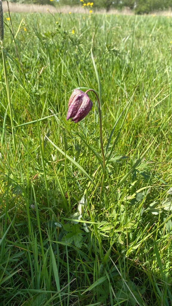 Fritillaria Meleagris