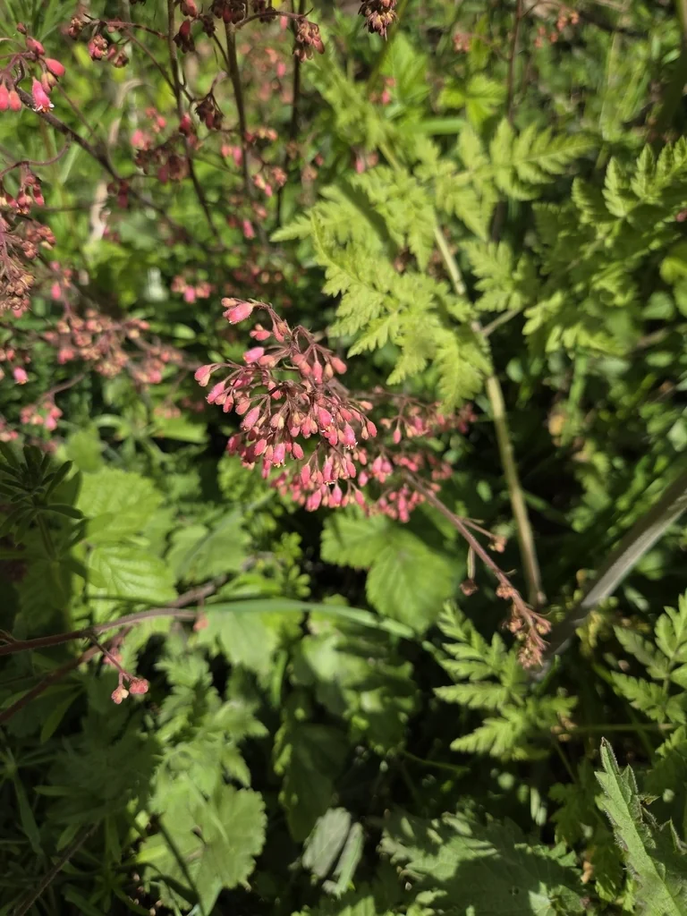 Heuchera Sanguinea