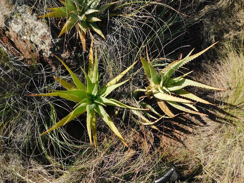 Aloe Arborescens