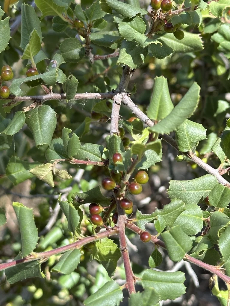 Rhamnus Ilicifolia