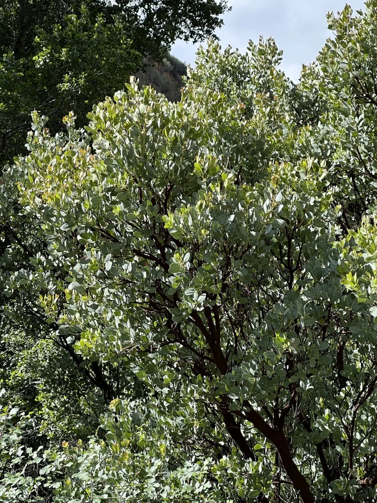 Arctostaphylos Glauca