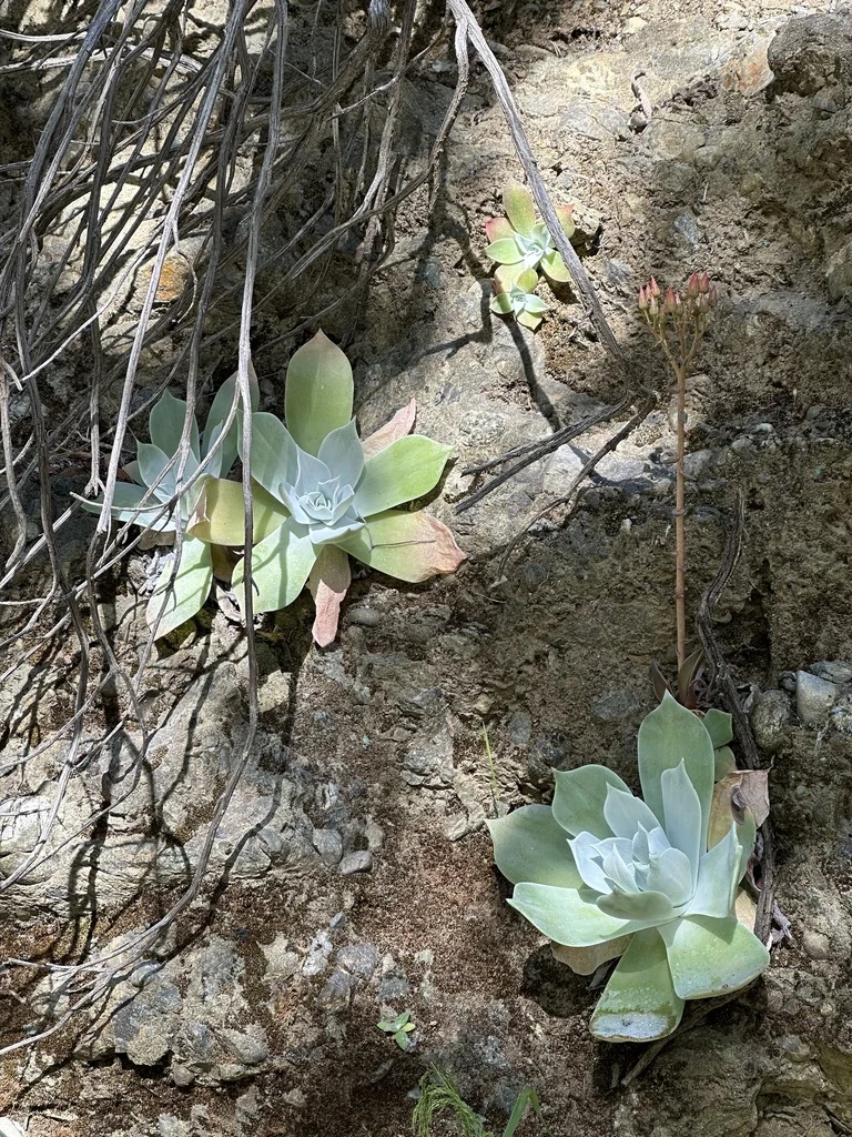 Dudleya Pulverulenta
