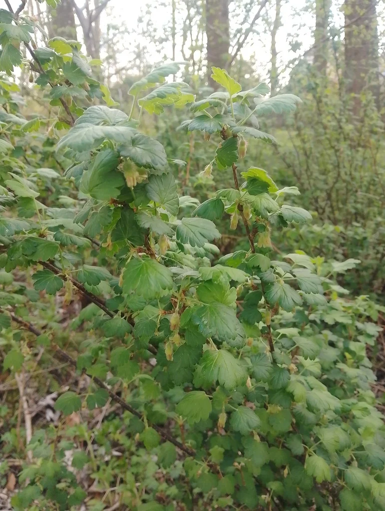 Ribes Uva-Crispa